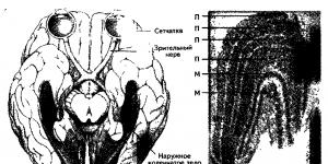 Από τι αποτελείται ο ανθρώπινος εγκέφαλος;