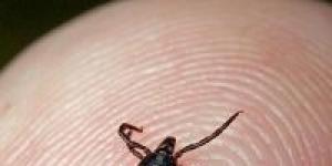 Ticks: pse ëndërroni për insekte që thithin gjak?
