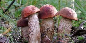 Several recipes for preparing milkweed mushrooms